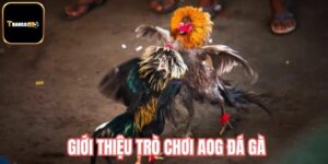 AOG Đá Gà - Sảnh Cược Đấu Kê Hàng Đầu Tại Thanbai88