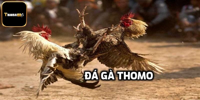 Đá Gà Thomo - Hình Thức Giải Trí Hấp Dẫn Nhất Năm 2025