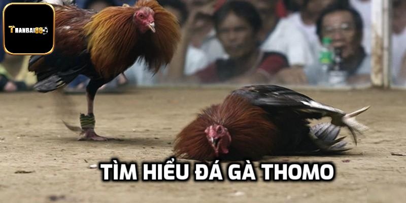 Tổng quan chọi kê ở trường đá Thomo