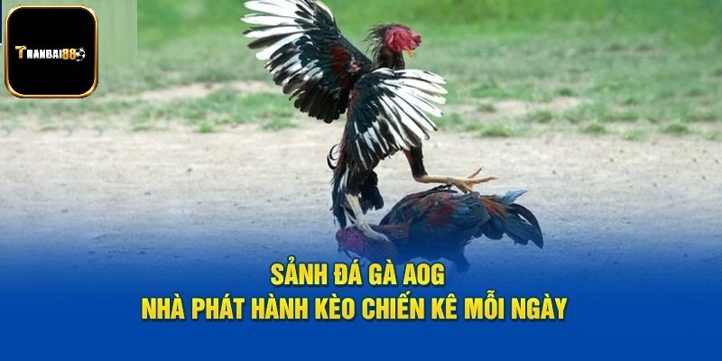 Top những điểm mạnh của AOG đá gà 